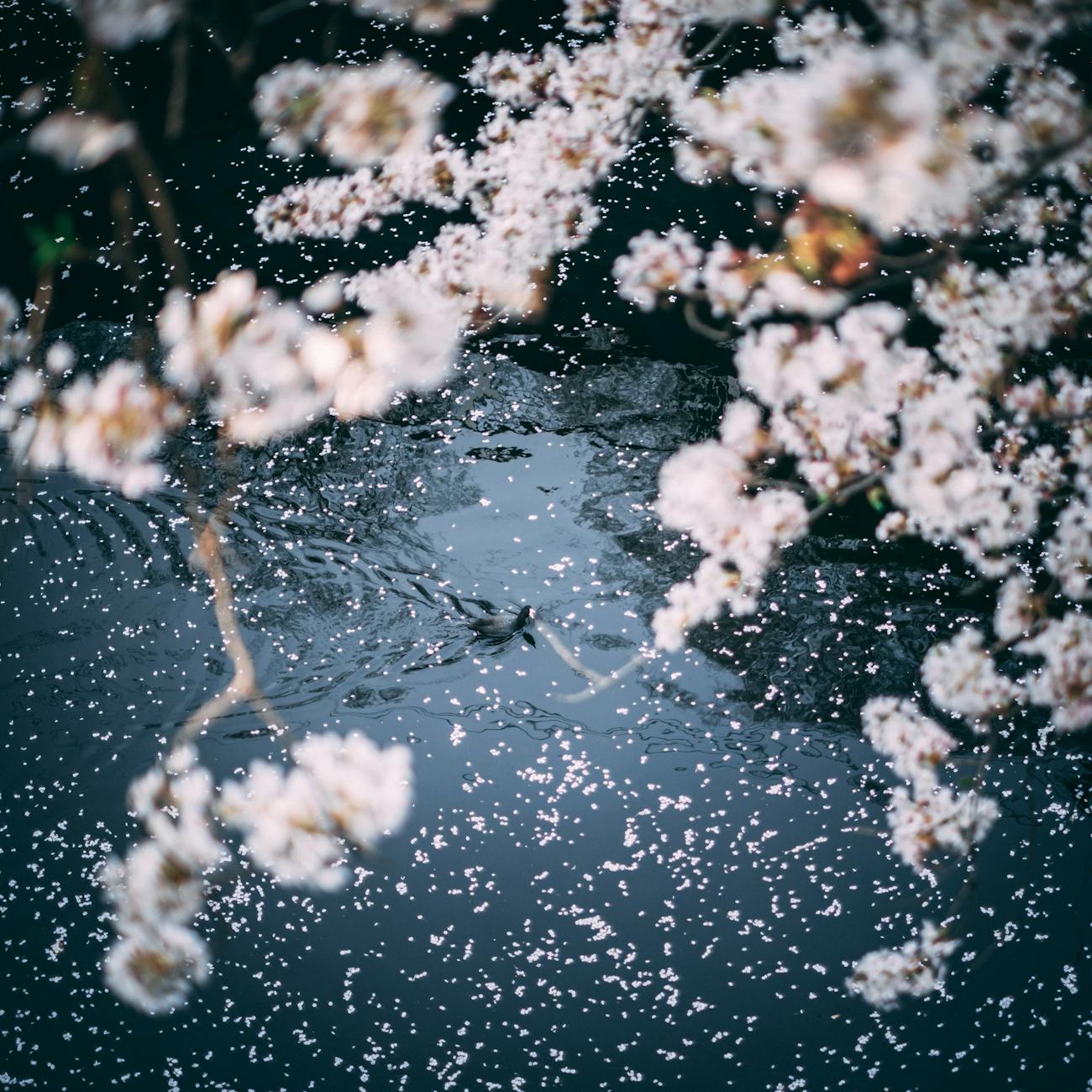 Risshun: The First Day of Spring in the Japanese Calendar