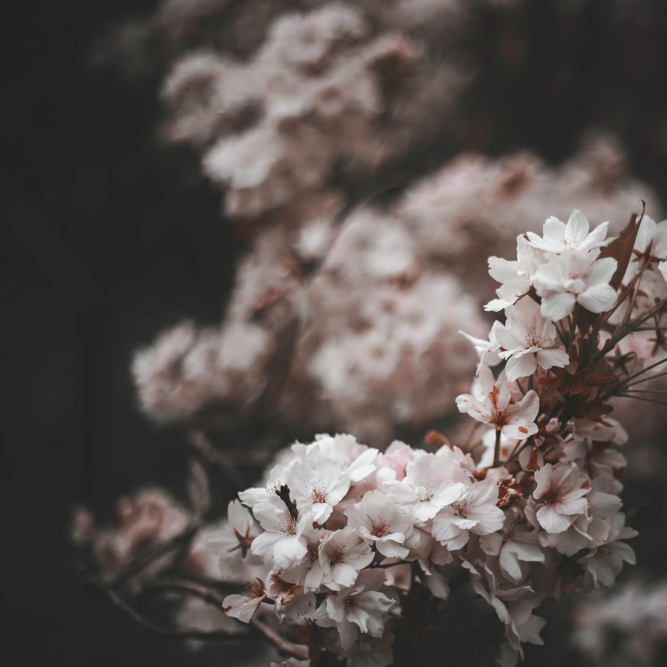 The Cherry Blossom Meaning: Why Sakura Symbolize Impermanence in Japan