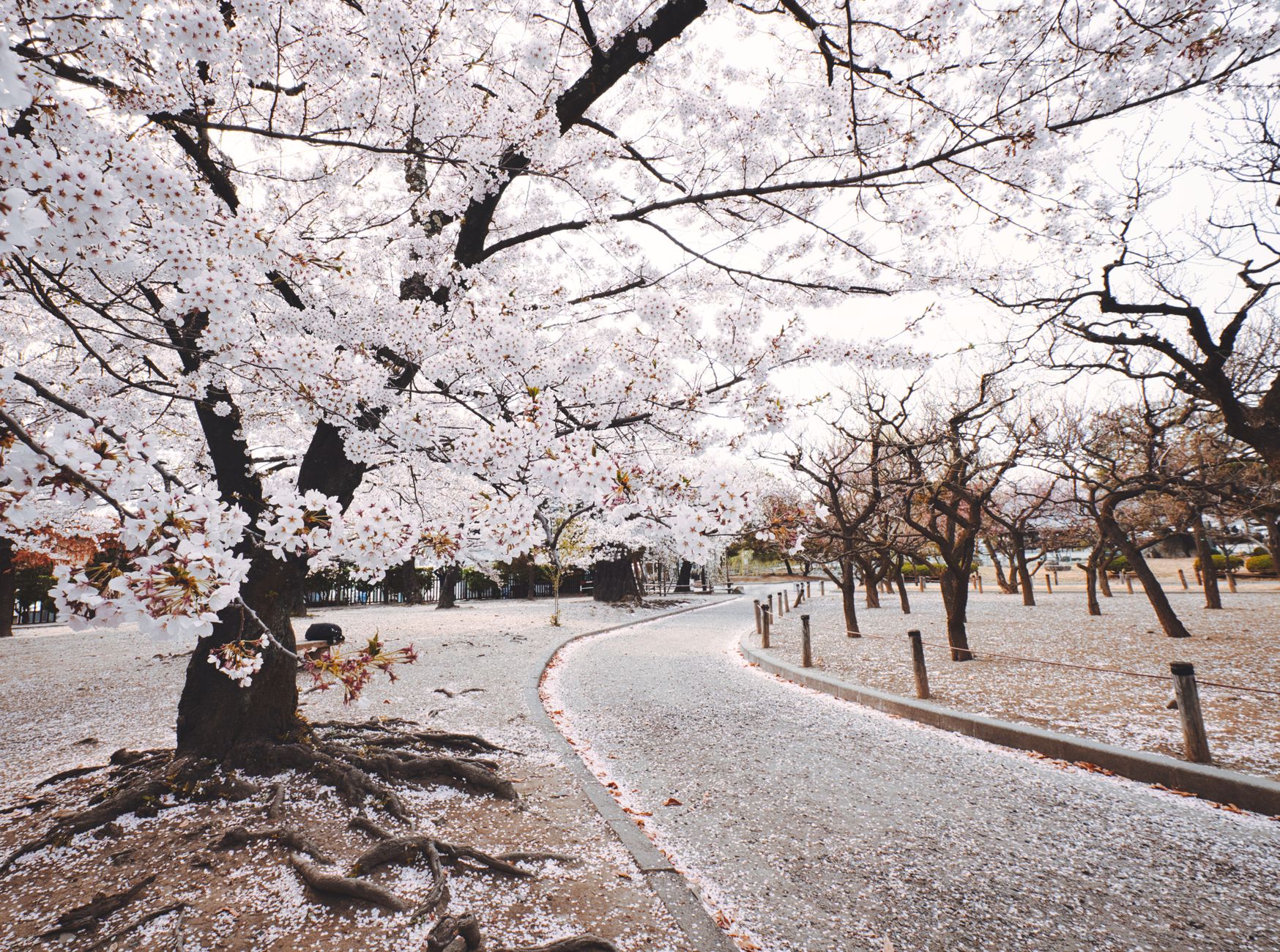 People sitting on blue tarps under blooming pink cherry trees in a Japanese park during daytime hanami celebration.