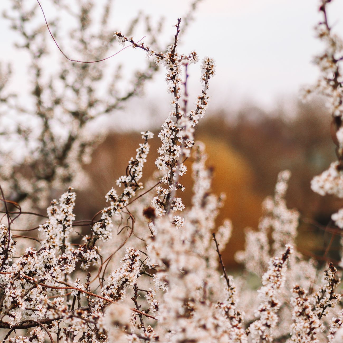 Pink and white plum blossoms on dark branches against a pale winter sky in early spring Japan.