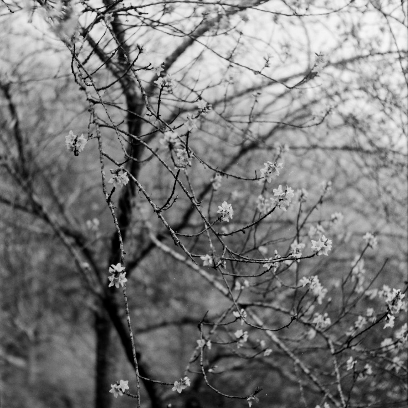Spring plum blossoms dusted with late snow beside a traditional Japanese calendar marking the transition between two sekki seasons.