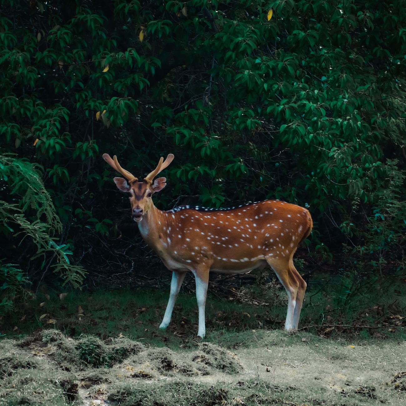 A Nara deer bowing its head forward toward a visitor holding a senbei cracker near Todaiji Temple.
