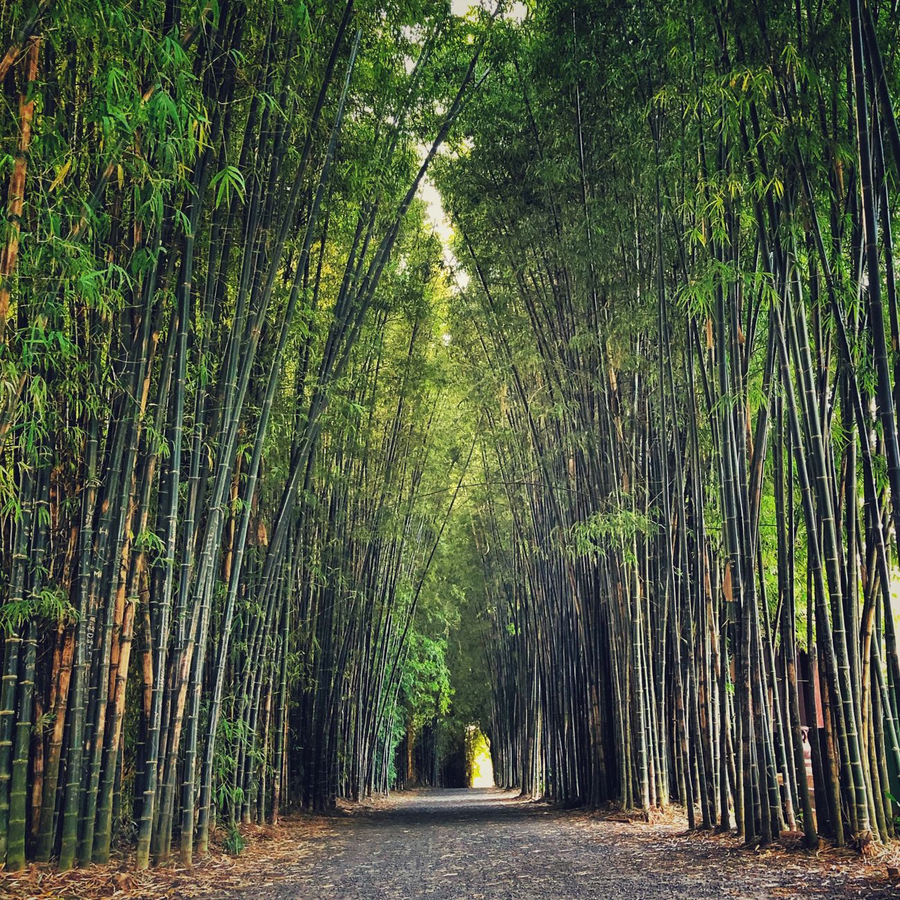 Towering bamboo stalks create a natural corridor with filtered green light along a stone path in Arashiyama, Kyoto.