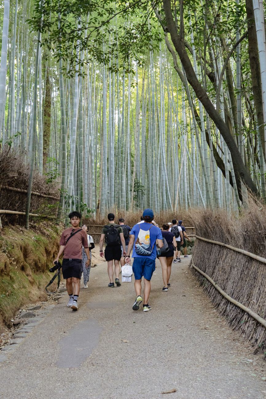 Towering bamboo stalks create a natural corridor with dappled sunlight filtering through dense green canopy in Arashiyama, Kyoto.