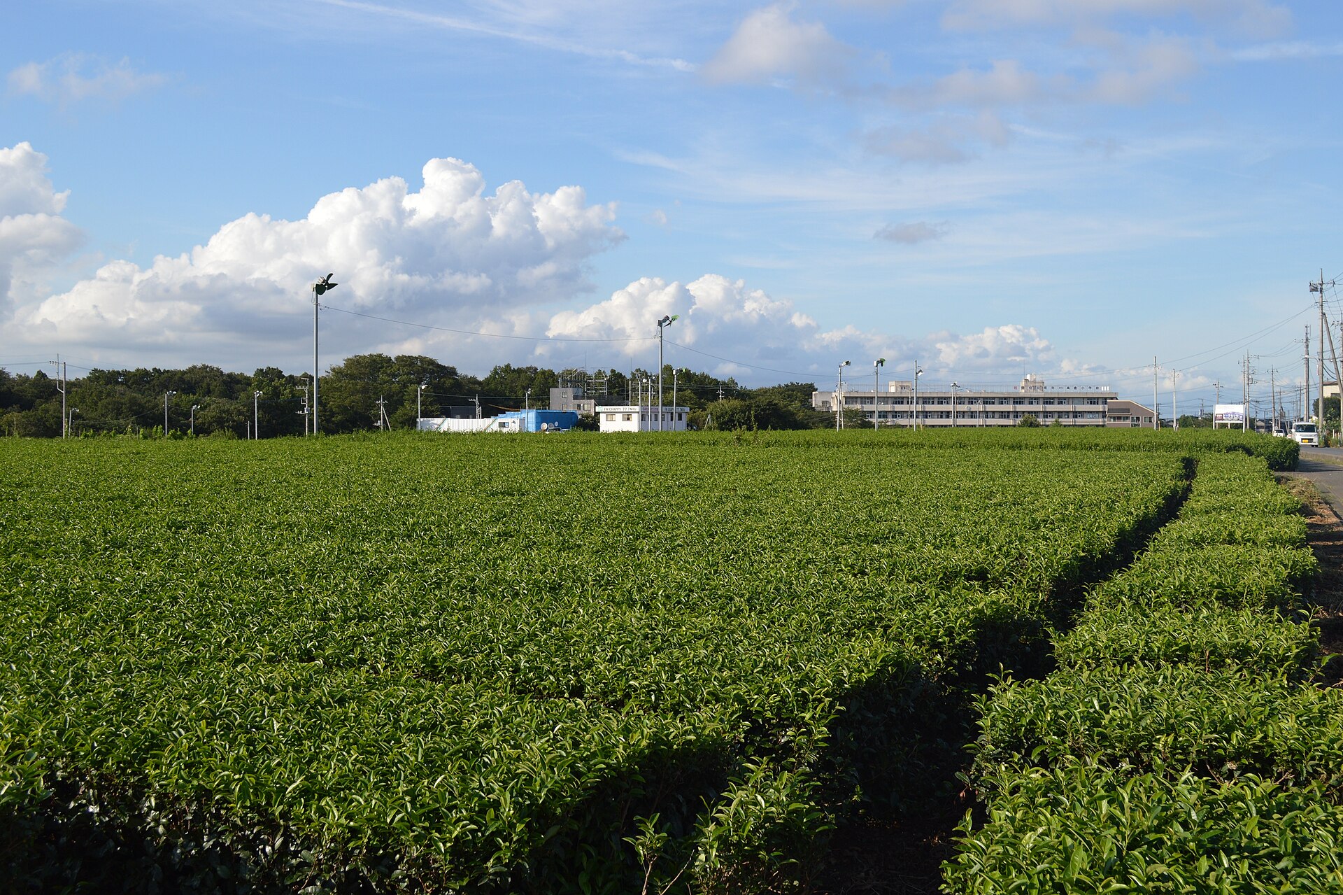 Sayama Tea: One of Japan's Three Great Teas
