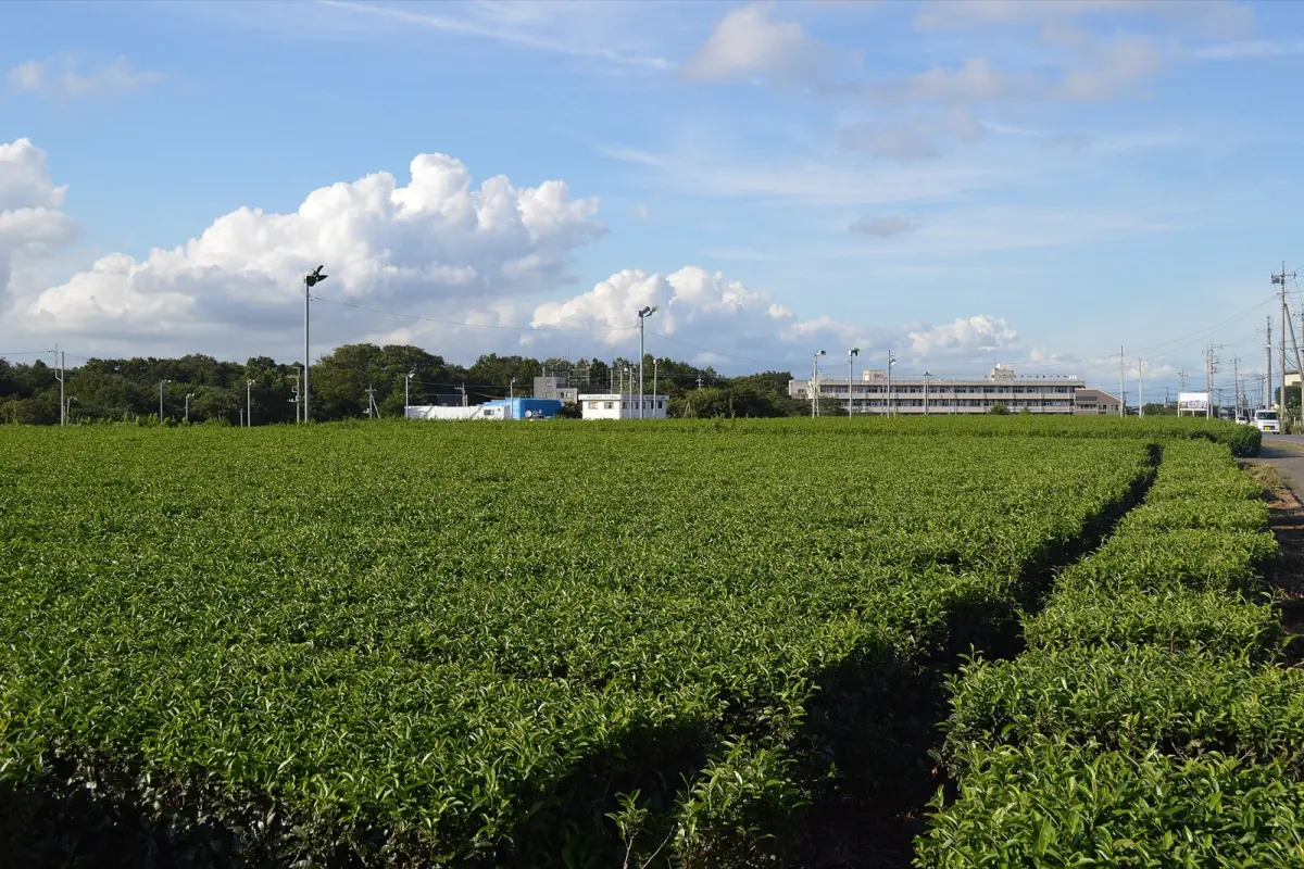 Traditional Japanese tea plantation in Sayama with neat rows of green tea bushes stretching across rolling hills under blue sky.