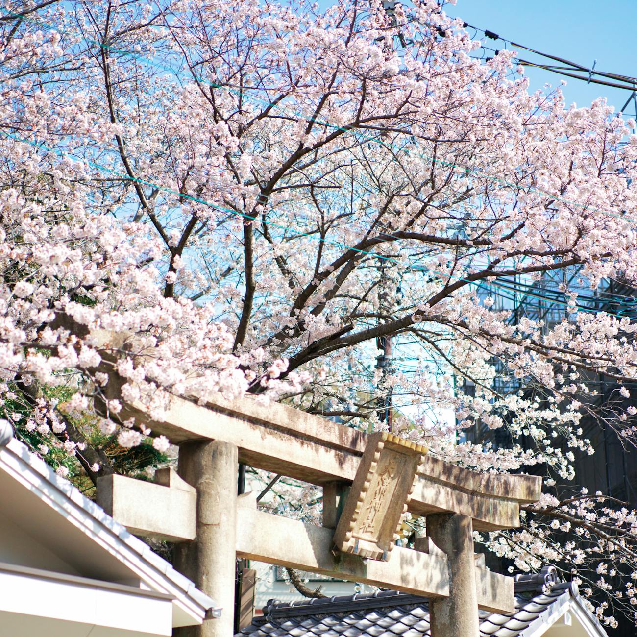 What Is Ikigai? Understanding Japan's Philosophy of Purpose and Joy