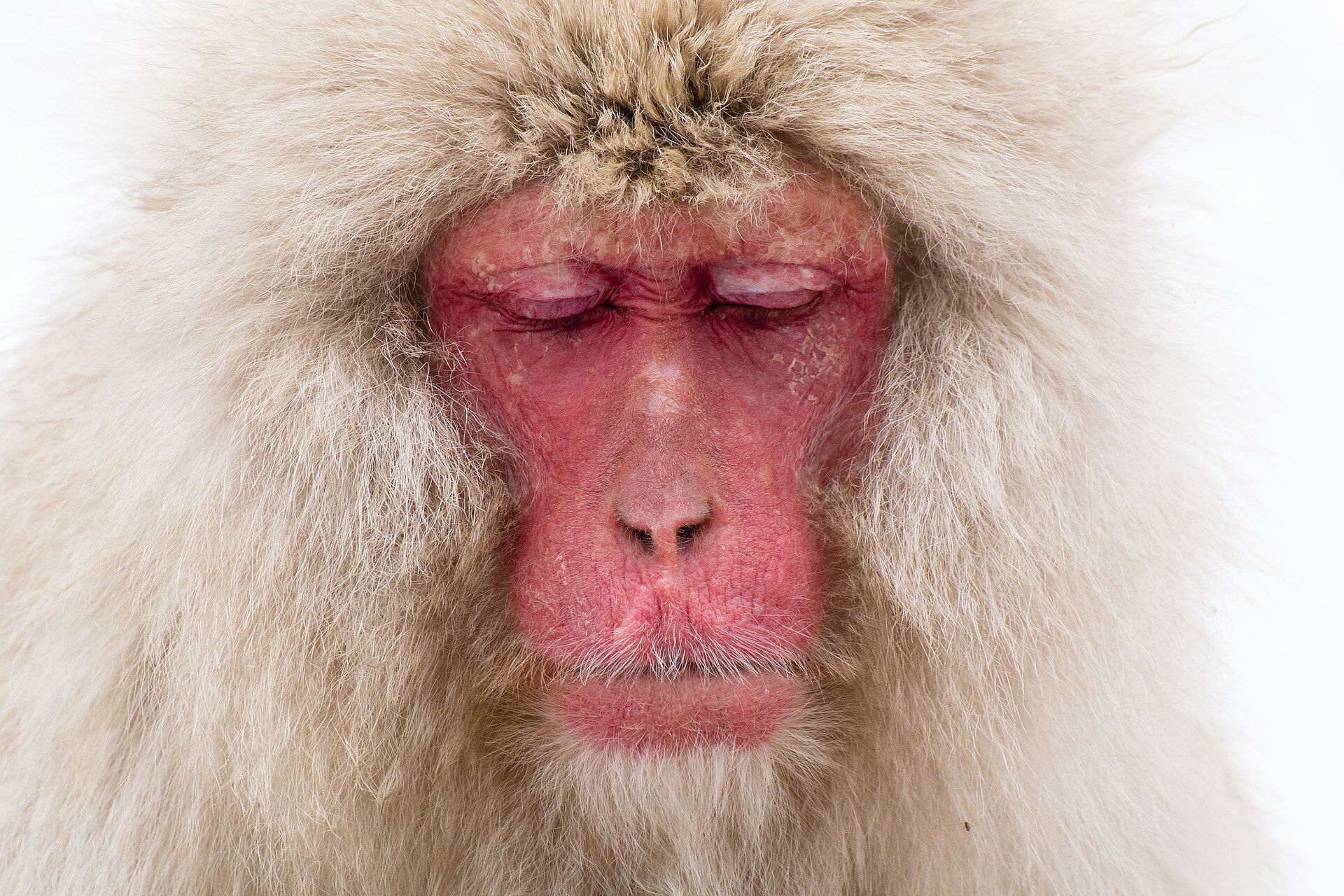 Jigokudani Snow Monkeys