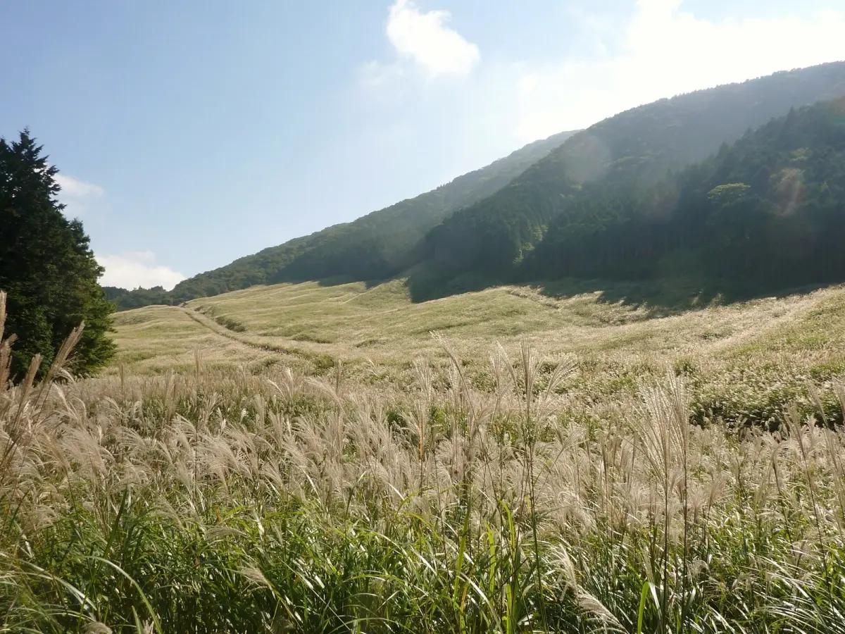 Sengokuhara Pampas Grass