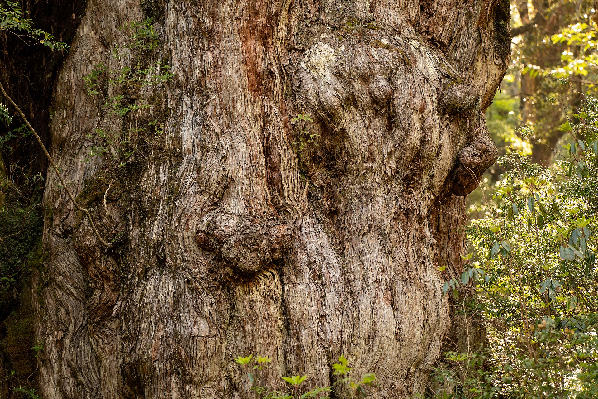 Yakushima